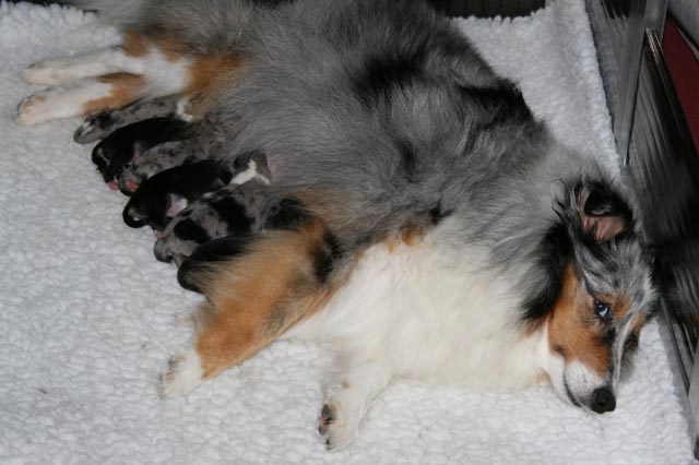 Boots met haar 6 puppen Boots met haar 6 puppen