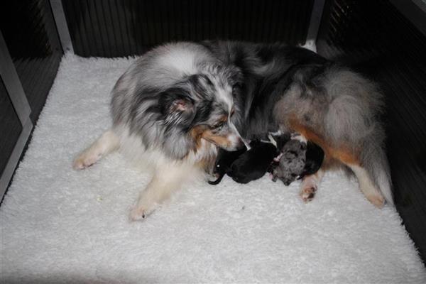 Trotse Abby met haar 5 schitterende puppen